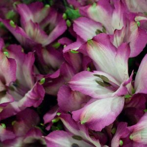 Pairfum Perfume Candle Alstroemeria Pink Bouquet Pairfum Perfume Candle Alstroemeria Pink Bouquet
