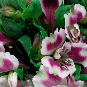 Pairfum Perfume Candle Alstroemeria Purple Bouquet Pairfum Perfume Candle Alstroemeria Purple Bouquet