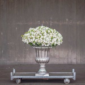 Pairfum Perfume Candle Alstroemeria White Urn Pairfum Perfume Candle Alstroemeria White Urn