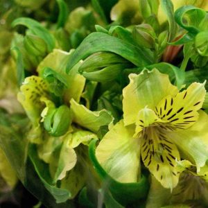 Pairfum Perfume Candle Alstroemeria Yellow Bouquet Pairfum Perfume Candle Alstroemeria Yellow Bouquet