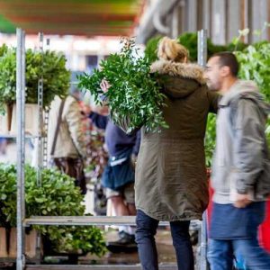 Pairfum Reed Diffuser British Flower Week Foliage Garden Pairfum Reed Diffuser British Flower Week Foliage Garden