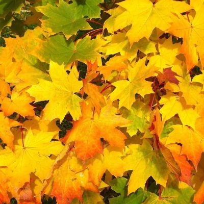 Leaves Autumn Fall Colorful Yellow Orange