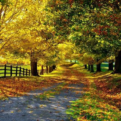 path avenue autumn leaves trees yellow green protection brightly path avenue autumn leaves trees yellow green protection brightly