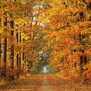 Road Autumn Trees Avenue Leaf Fall October Way