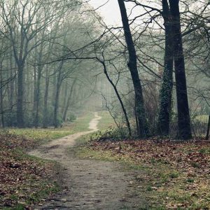 Track Wood Leaves Earth Autumn Emptiness Fog Dampness