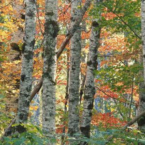 Trees Birches Autumn Leaves Multi Colored Bark Wood