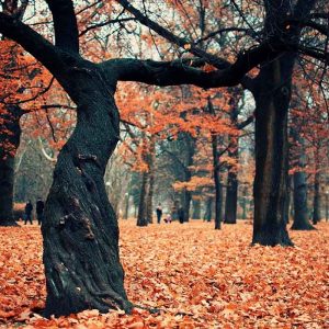 Trees Trunk Twisting Leaves Autumn October