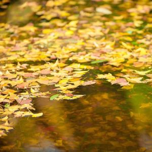 Virginia Water Yellow Leaves Scent