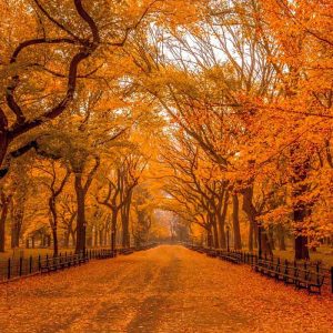 Windsor Park Tree Avenue Leaves