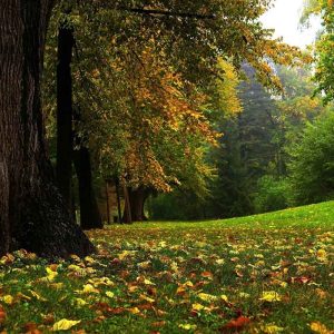 Windsor Virginia Water Forest Grass Scent Leaves