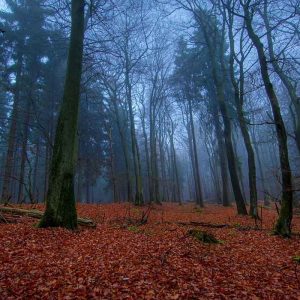 Wood Earth Leaves Autumn Carpet