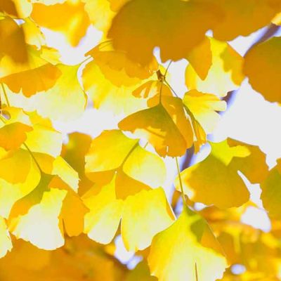 Yellow Leaves Autumn Fragrance Inspirations