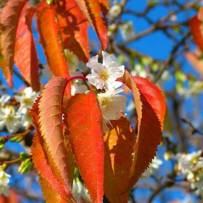 Cherry Blossom in Autumn