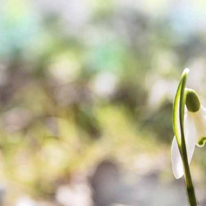 Snow Drop Light White Fresh Scent Snow Drop Light White Fresh Scent