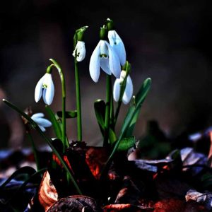 Snowdrop Forest Spring Leaf Snowdrop Forest Spring Leaf