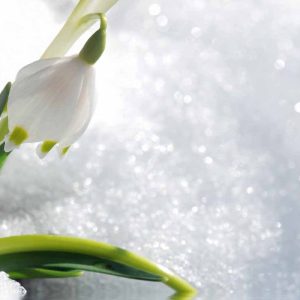 Snowdrop Ice Perfume Fresh UK Snowdrop Ice Perfume Fresh UK