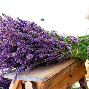 Fresh Lavender Bundle Scent