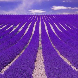 Lavender Field Outdoor Perfume