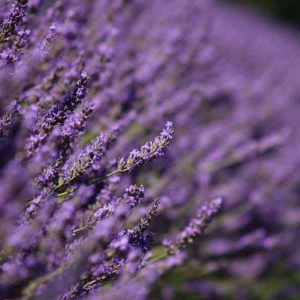 Lavender Purple Fragrance