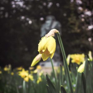 Daffodil Fragrance Windsor Park Stefanos Kogka Daffodil Fragrance Windsor Park Stefanos Kogka