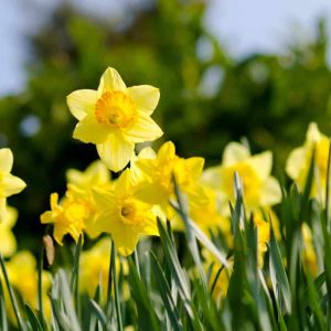 Pairfum Windsor Woodland Daffodil Home Fragrance Oil 15 Pairfum Windsor Woodland Daffodil Home Fragrance Oil 15