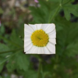 Baku Maeda Square Flower White Leaf Art