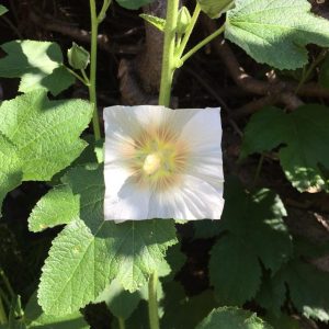 Baku Maeda Square White Flower Leaf Art