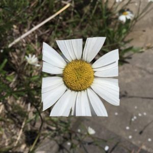 Baku Maeda Square White Petal Flower Leaf Art