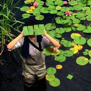 Square Flower Leaves Baku Maeda Water Lily