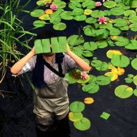 Square Flower Leaves Baku Maeda Water Lily Square Flower Leaves Baku Maeda Water Lily