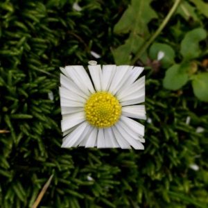 Square Flower Petals Baku Maeda White Yellow