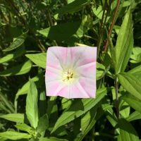 Square Flower Pink Petal Baku Maeda Square Flower Pink Petal Baku Maeda