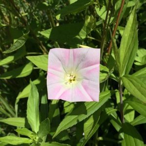Square Flower Pink Petal Baku Maeda