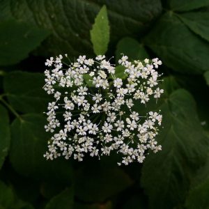 Square Flowers Leaves Baku Maeda Green White