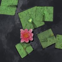 Square Flowers Leaves Baku Maeda Water Lily Pink Square Flowers Leaves Baku Maeda Water Lily Pink