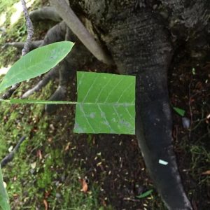 Square Leaf Art Gree Baku Maeda