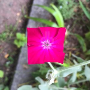 Square Pink Flower Art Forest Baku Maeda