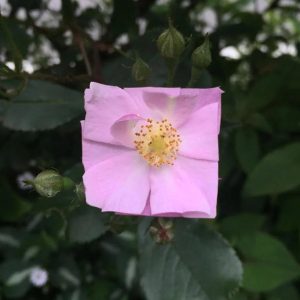 Square Pink Flower Art Petals Baku Maeda