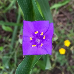 Square Purple Flower Art Baku Maeda Forest