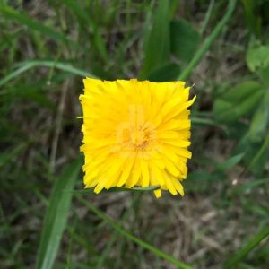Square Yellow Flower Art Baku Maeda