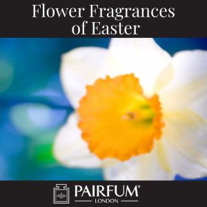 Flower Fragrances Of Easter Daffodil Narcissus