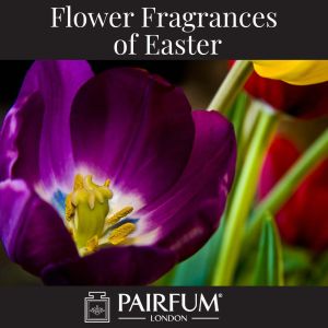 Flower Fragrances Of Easter Tulip