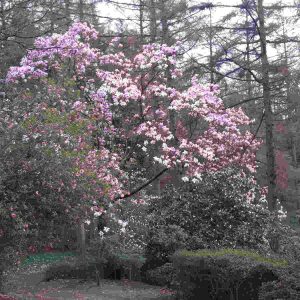 Bloom Magnolia Windsor Park Perfumery Ingredient