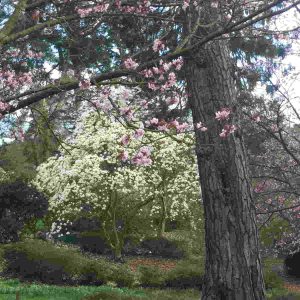 Fragrance Ingredient Natural Essential Oil Magnolia Bloom Windsor Park162355