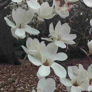 Fragrance Ingredient Natural Essential Oil Magnolia Bloom Windsor Park162531