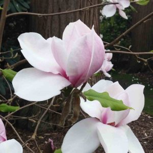 Fragrance Ingredient Natural Essential Oil Magnolia Bloom Windsor Park163134