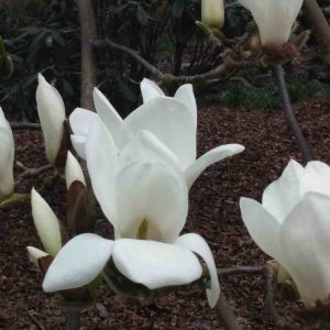 Fragrance Ingredient Natural Essential Oil Magnolia Bloom Windsor Park170812