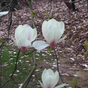 Fragrance Ingredient Natural Essential Oil Magnolia Bloom Windsor Park170838