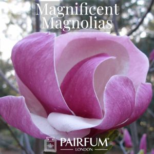 Magnificent Magnolias Windsor Park Fragrance