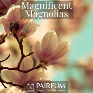 Magnificent Magnolias Windsor Park Perfume Ingredient